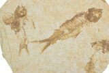 Fossil Fish (Knightia) Mortality Plate - Wyoming #375399-1